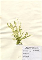 藏品(裂片石蓴)的圖片